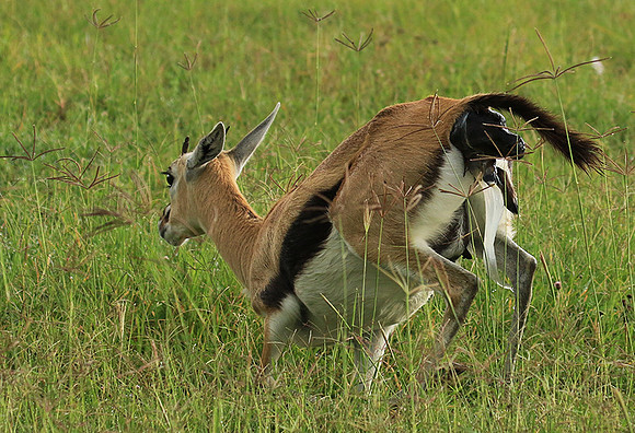Thomson's gazelle - Ngorongoro