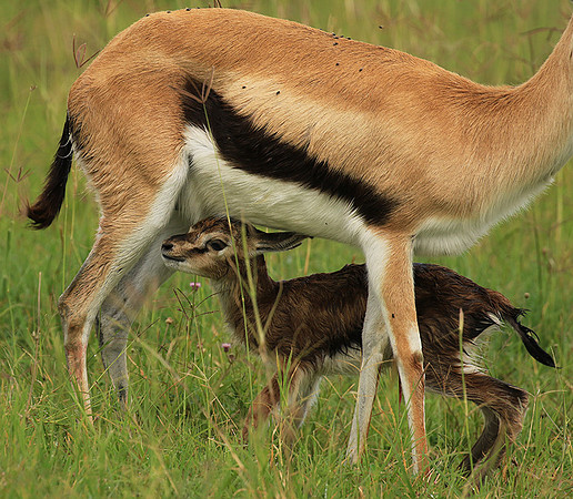 Thomson's gazelle - Ngorongoro