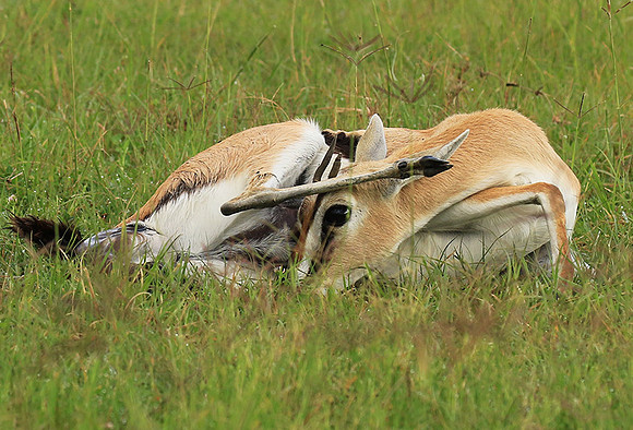 Thomson's gazelle - Ngorongoro