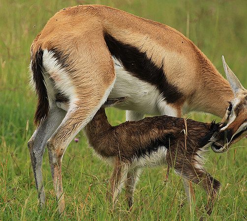 Thomson's gazelle - Ngorongoro
