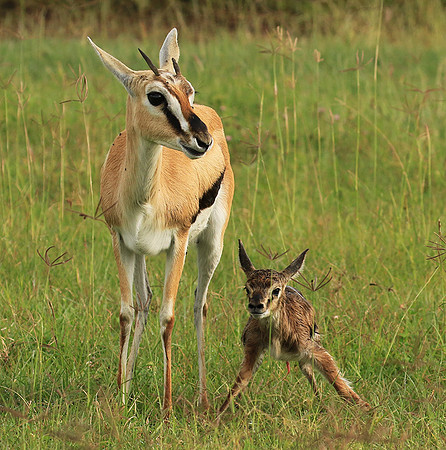 Thomson's gazelle - Ngorongoro