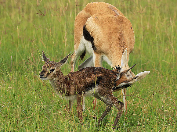 Thomson's gazelle - Ngorongoro