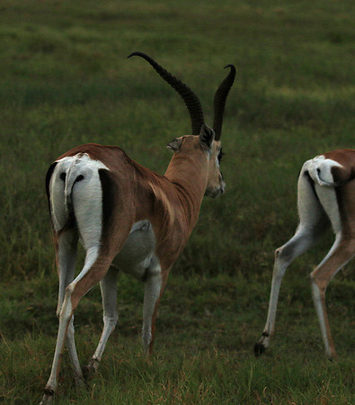 Grant's gazelle - Ngorongoro