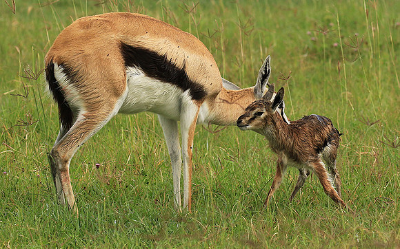 Thomson's gazelle - Ngorongoro