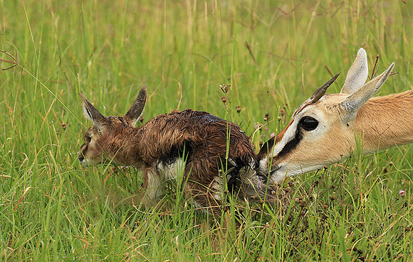 Thomson's gazelle - Ngorongoro