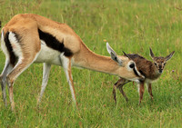 Thomson's gazelle - Ngorongoro