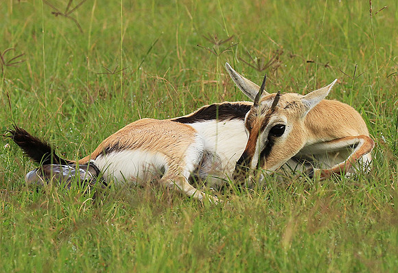 Thomson's gazelle - Ngorongoro