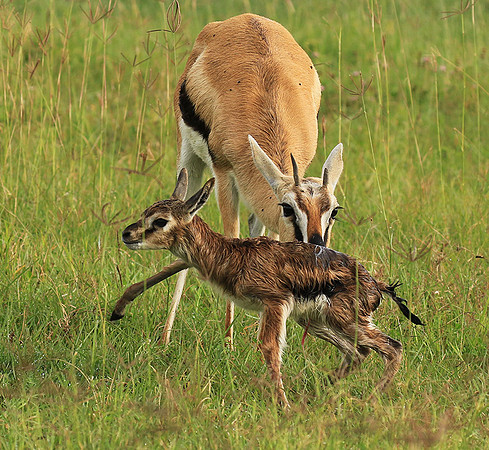 Thomson's gazelle - Ngorongoro