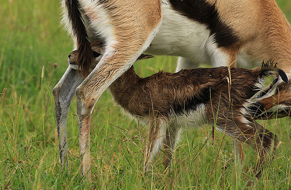 Thomson's gazelle - Ngorongoro