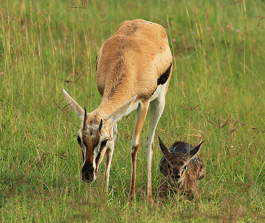 Thomson's gazelle - Ngorongoro