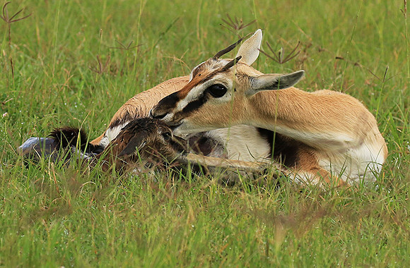 Thomson's gazelle - Ngorongoro