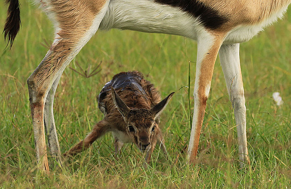 Thomson's gazelle - Ngorongoro