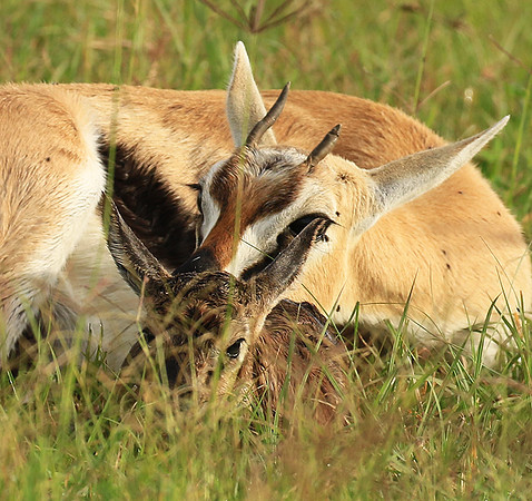 Thomson's gazelle - Ngorongoro