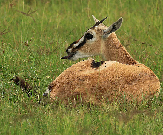 Thomson's gazelle - Ngorongoro