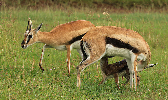 Thomson's gazelle - Ngorongoro