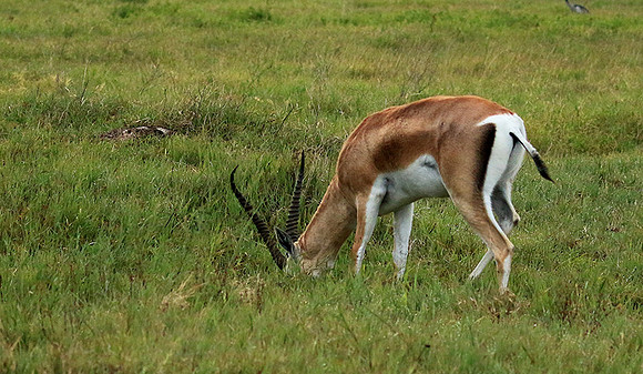 Grant's gazelle - Ngorongoro