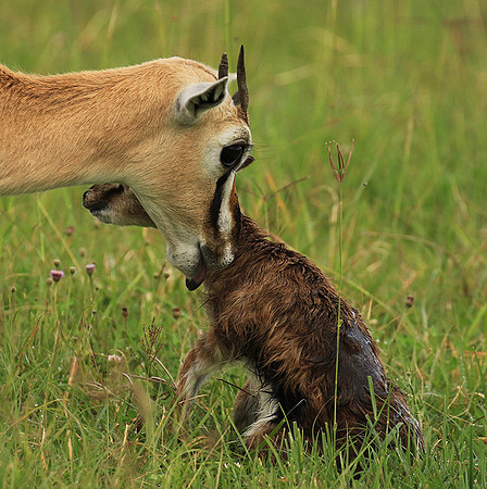 Thomson's gazelle - Ngorongoro
