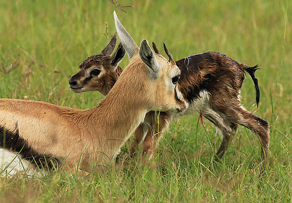 Thomson's gazelle - Ngorongoro