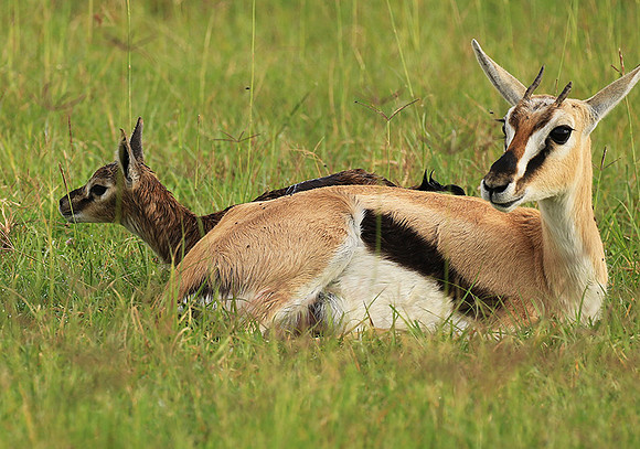 Thomson's gazelle - Ngorongoro