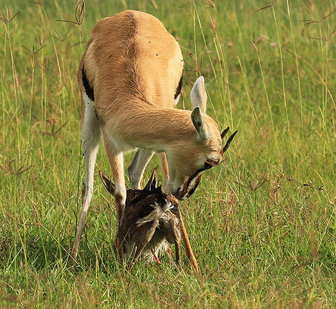 Thomson's gazelle - Ngorongoro