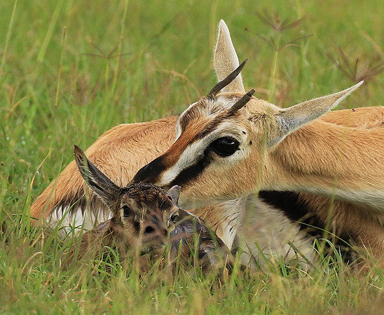 Thomson's gazelle - Ngorongoro