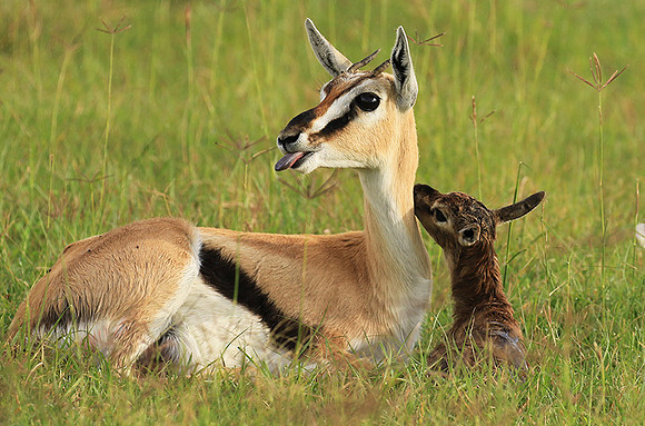 Thomson's gazelle - Ngorongoro