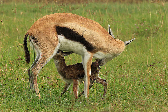 Thomson's gazelle - Ngorongoro