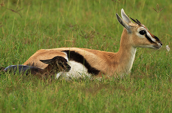 Thomson's gazelle - Ngorongoro