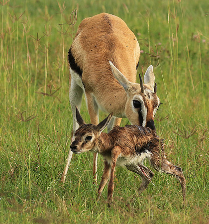 Thomson's gazelle - Ngorongoro