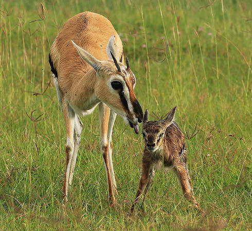 Thomson's gazelle - Ngorongoro