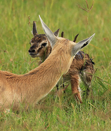 Thomson's gazelle - Ngorongoro