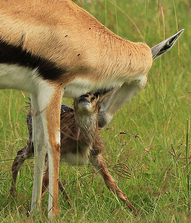 Thomson's gazelle - Ngorongoro