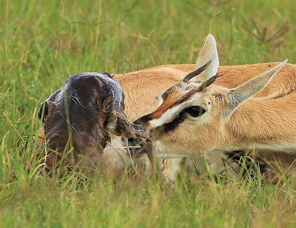 Thomson's gazelle - Ngorongoro