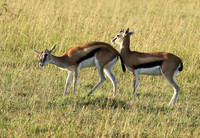 Thomson's gazelle - Serengeti - Grumeti