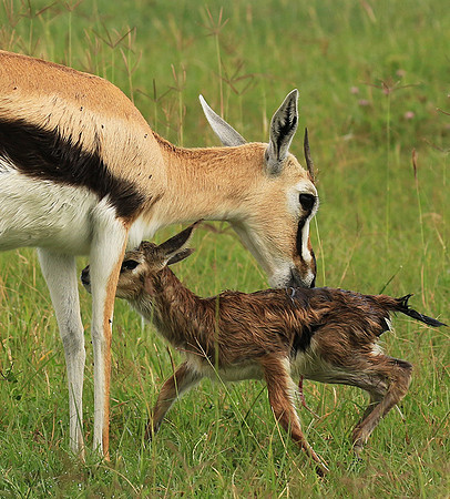 Thomson's gazelle - Ngorongoro