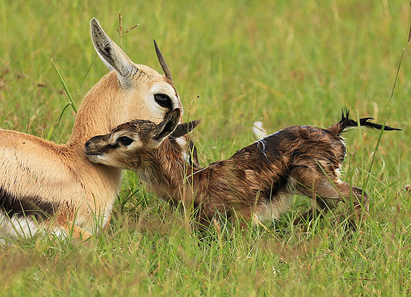 Thomson's gazelle - Ngorongoro
