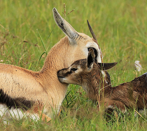 Thomson's gazelle - Ngorongoro
