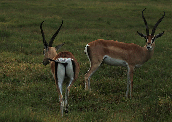 Grant's gazelle - Ngorongoro