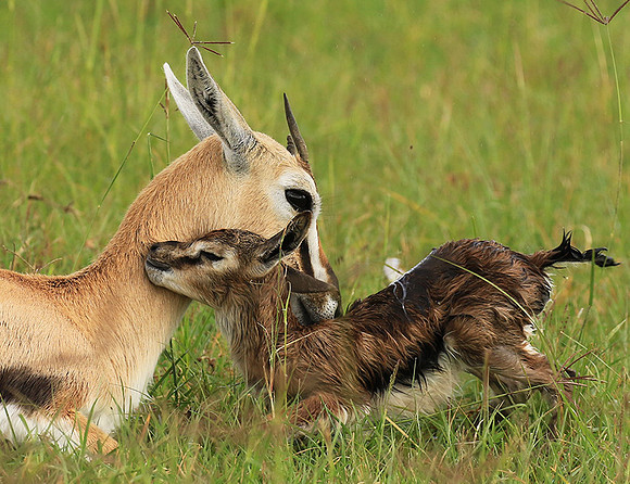 Thomson's gazelle - Ngorongoro