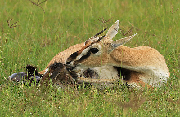 Thomson's gazelle - Ngorongoro