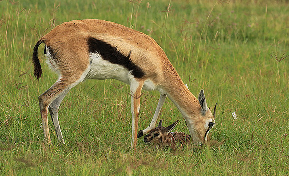 Thomson's gazelle - Ngorongoro