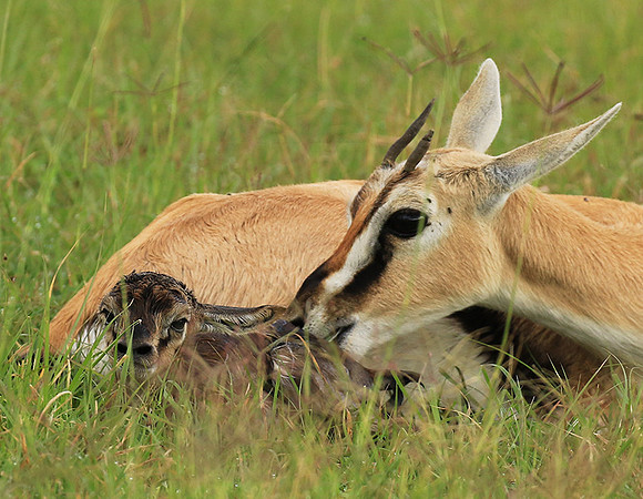 Thomson's gazelle - Ngorongoro