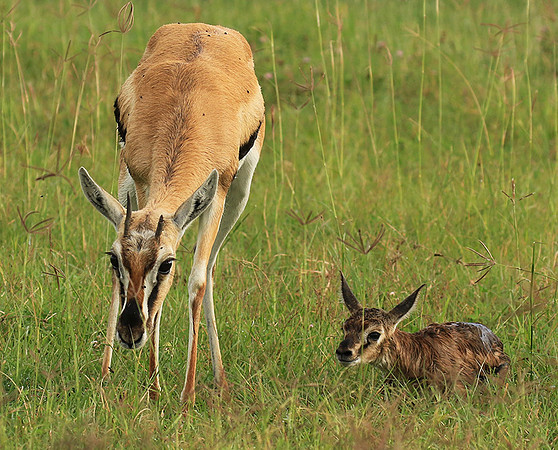 Thomson's gazelle - Ngorongoro