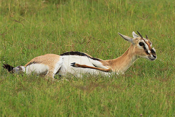 Thomson's gazelle - Ngorongoro