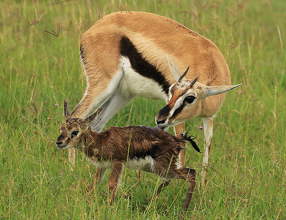 Thomson's gazelle - Ngorongoro