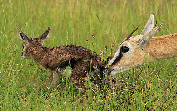 Thomson's gazelle - Ngorongoro