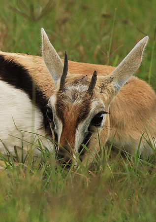 Thomson's gazelle - Ngorongoro