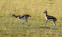 Thomson's gazelle - Serengeti - Grumeti