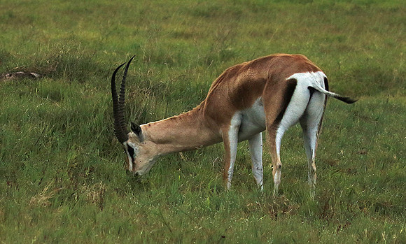 Grant's gazelle - Ngorongoro