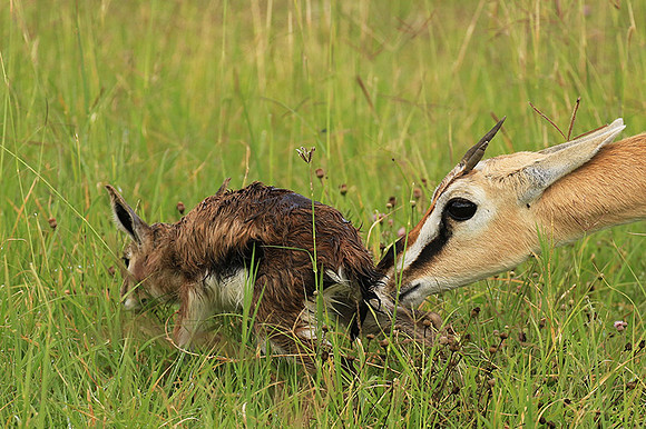 Thomson's gazelle - Ngorongoro